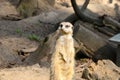 Closeup of funny alert meerkat in the zoo Royalty Free Stock Photo