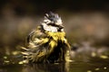 Closeup of a funny bathing Eurasian blue tit, a small passerine bird on the blurred background