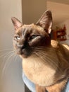 Closeup of a funny brown cat with blue eyes