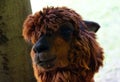 Closeup of a funny brown llama`s head Royalty Free Stock Photo