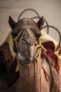 Closeup of a funny camel face Royalty Free Stock Photo