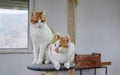 Closeup of funny curious cats sitting on the cat tree