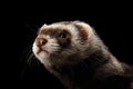 Closeup Funny Ferret looking in camera on Black Background Royalty Free Stock Photo
