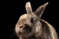 Closeup Funny frightened rabbit, Brown Fur, isolated on Black Background