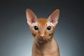 Closeup Funny Ginger Sphynx Cat Curiously Looking in camera on background Royalty Free Stock Photo