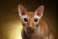 Closeup Funny Ginger Sphynx Cat Curiously Looking in camera on Gold Royalty Free Stock Photo