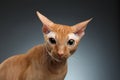 Closeup Funny Ginger Sphynx Cat Surprised Looking in camera on background Royalty Free Stock Photo