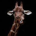 Closeup of a funny giraffe with a twisted mouth against a black background at the Philadelphia Zoo