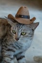 Funny gray cat with hat