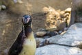 Closeup of a funny humboldt penguin looking towards the camera, bird face in closeup, Threatened animal with vulnerable status Royalty Free Stock Photo