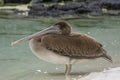 Closeup of a funny pelican bird with a long beak Royalty Free Stock Photo