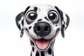 Closeup Funny Portrait of surprised Dalmatian dog with Huge Eyes on solid white background. ai generative