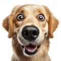 Closeup Funny Portrait of surprised Golden Retriever dog with Huge Eyes Isolated on White Background. ai generative