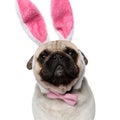 Closeup of funny Pug puppy wearing rabbit ears and bowtie