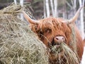 Closeup of funny red Scottish Highland cow eating from large bale of hay