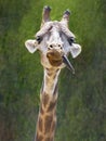 Silly Young Giraffe Sticking Its Tongue Out