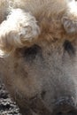 Closeup of a funny white mangalitza pig