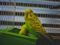 Closeup of funny yellow budgies feeding in the cage Royalty Free Stock Photo