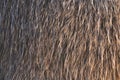 Closeup of fur of coypu, Myocastor coypus. Rodent also known as nutria, swamp beaver or beaver rat.