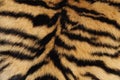 Closeup fur pattern of the Bengal Tiger Royalty Free Stock Photo