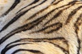 Closeup fur pattern of the white Bengal Tiger Royalty Free Stock Photo