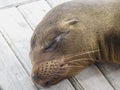 Closeup of a fur seal the galapagos islands ecuador Royalty Free Stock Photo