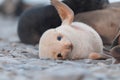 Closeup of fur seal pup playing, Antarctica Royalty Free Stock Photo