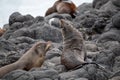 Closeup of fur seals on a rocky shore in New Zealand