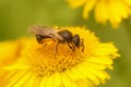 Closeup on a furrow bee, Lasioglossum, collecting pollen from the yellow Pulicaria dysenterica flower