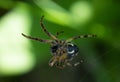 Closeup of a furrow spider weaving its web in daylight