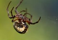 Closeup of a furrow spider weaving its web in daylight