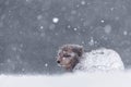 Closeup of furry arctic fox in white snow at Hornstrandir Nature Reserve, Iceland