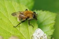 Closeup on a furry brown Bear hoverfly, riorhina berberina sitting on a green leaf