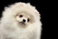Closeup Furry Cute White Pomeranian Spitz Dog Funny Looking, isolated Royalty Free Stock Photo