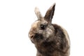 Closeup Furry Little rabbit, Brown Fur, isolated on white Background Royalty Free Stock Photo