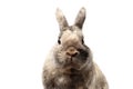 Closeup Furry Little rabbit, Brown Fur, isolated on white Background