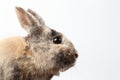 Closeup Furry Little rabbit, Brown Fur, isolated on white Background Royalty Free Stock Photo