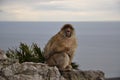 Gibraltar Barbary macaque monkey sitting on cliff rock and yelling with open mouth Royalty Free Stock Photo