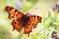 Closeup of the fuzzy hairs on a Green Comma butterfly