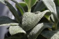 Closeup of the fuzzy leaves on a lambear plant