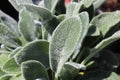 Closeup of the fuzzy leaves on a lambear plant