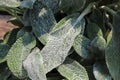 Closeup of the fuzzy leaves on a lambear plant