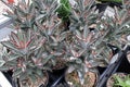 Closeup of the fuzzy leaves on Panda Plant succulents