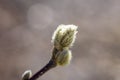 Macro closeup of magnolia tree bud in early spring