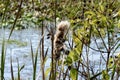 Closeup of Fuzzy Spent Cattails in the Wetlands by Water