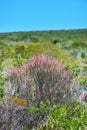 Closeup of Fynbos flowers in Table Mountain National Park, Cape Town, South Africa. Indigenous plants growing and