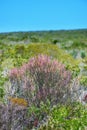 Closeup of Fynbos on a lush and green flower bush in a National Park in Cape Town. Scenic landscape environment with