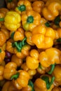 Closeup of fresh yellow capsicum