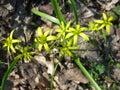 Gagea lutea, or yellow star-of-Bethlehem, blooming in spring forest Royalty Free Stock Photo