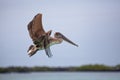 Closeup of Galapagos Brown Pelican Pelecanus occidentalis urinator flying above water in Galapagos Islands, Ecuador Royalty Free Stock Photo